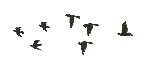 Flying Birds